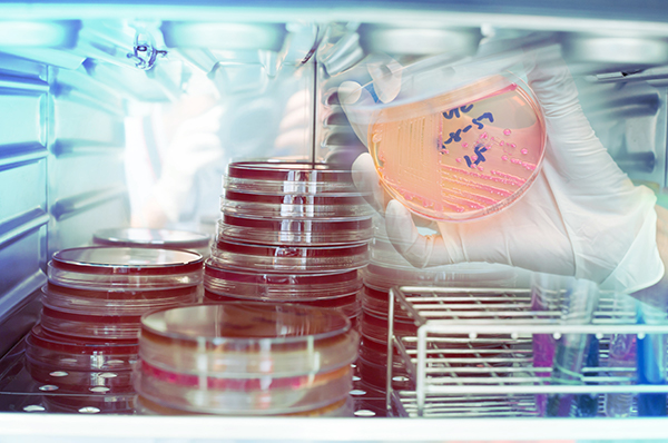 incubating settle plates or petri dishes
